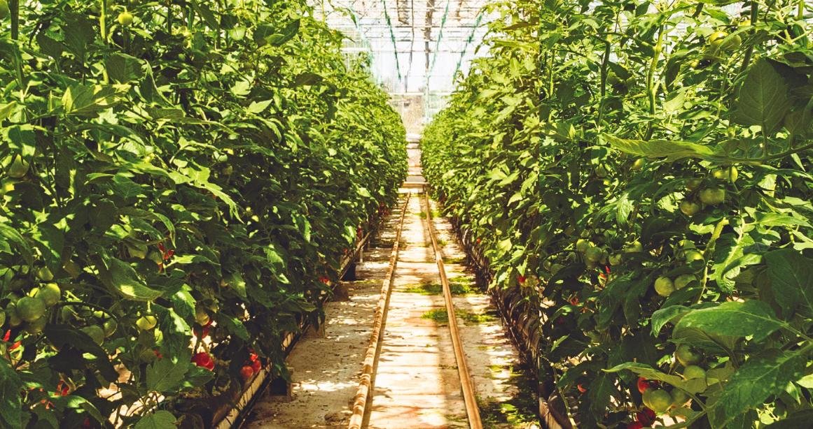 Runwal-25-hour-life-Amenities-Urban-Farming-Manpada-Thane-West